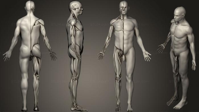 Анатомия скелеты и черепа (Анатомия человека Мужской, ANTM_0668) 3D модель для ЧПУ станка